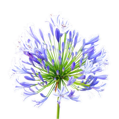 Easy to Grow Agapanthus 'Delft Blue' Plant Bareroot (1 Pack) - Bright Blue Flowering Blooms in Summer Gardens