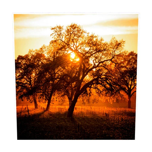 Trademark Fine Art Let There Be Light by Lance Kuehne, 24x24-Inch