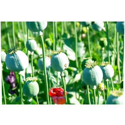 CZ Grain 300 Mammoth Poppy Seeds for Planting - Papaver somniferum