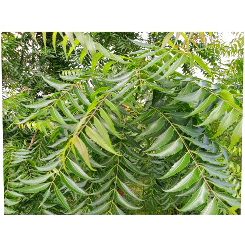 Hilltop Fresh Fresh Neem Leaves | Organic | Certified Fresh from Florida (250 Leaves)
