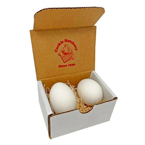 Cackle Hatchery Ceramic Nest Eggs (2ct) (White)
