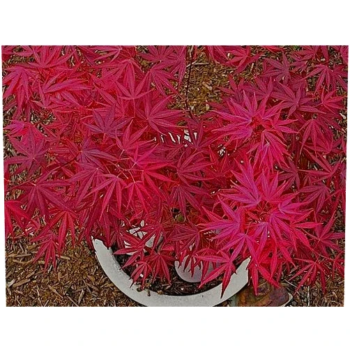 Japanese Maples and Evergreens Beni Ubi Gohon Japanese Maple 1 - Year Plant