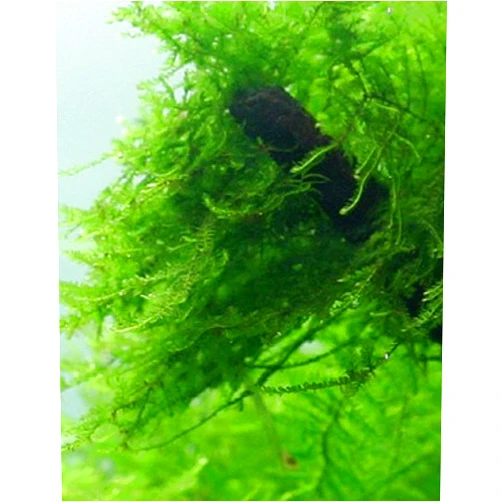 Aquarium Plants Galore Live Java Moss