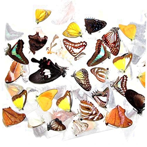 BicBugs Mixed lot of Assorted unmounted Wings Closed Butterflies and Moths (10)