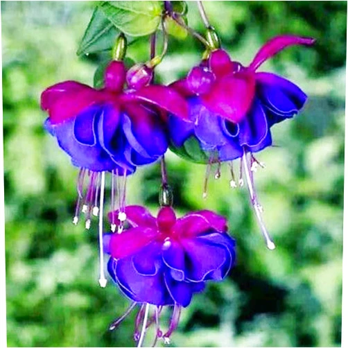 QAUZUY GARDEN 100 Fresh Seeds Double Blue Petals Fuchsia Seeds Perennial Potted Hanging Flowers for Home Plant Bonsai Attract Hummingbirds