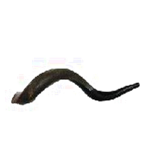 Shofarot Israel Holylandmarket - Shofars Small Yemenite Shofar - 10-12 inches Around Longest Outside Curve