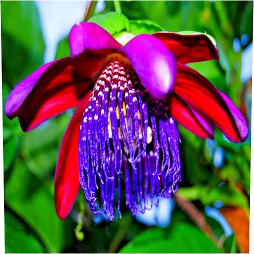 HPGS 10 Seeds Giant Granadilla Seeds | Passiflora quadrangularis Passionfruit Flower Plant