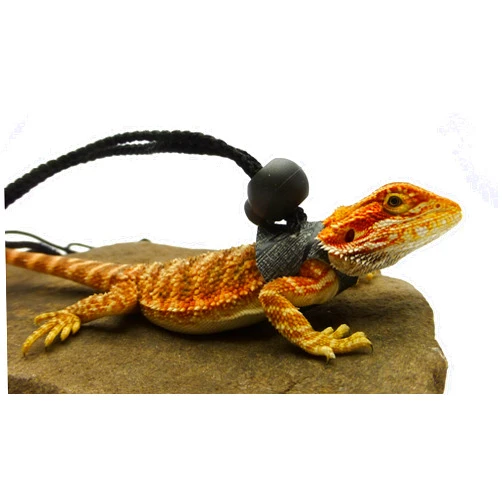 OgleRPets Ogle Lizard Leash, Limited Edition Black Web (Small Size)