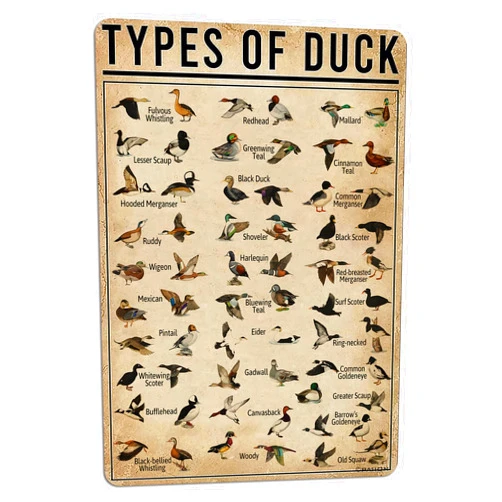 PAIION Duck Knowledge Metal Poster Type Of Duck Metal Tin Sign School Club Hunting Lodge Cafe Bedroom Bathroom Kitchen Home Art Wall Decoration 8x12 Inch