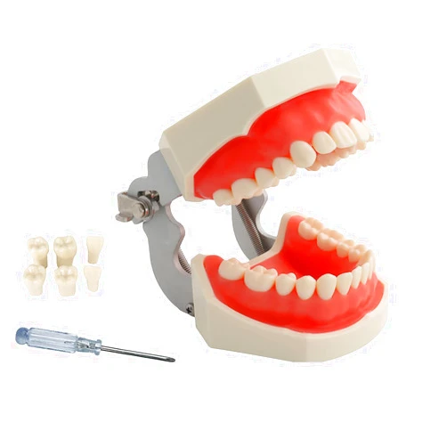 YOUYA DENTAL TM-021 Dental Typodont Teeth Model Completely Detachable Teaching Study Tools Typodont Articulated Anatomy Teeth Model 28 Removable Teeth, with a Small Screwdriver