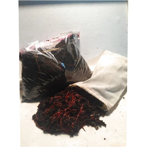 Cheap Worms For Sale 250 Red Worms Red Wigglers Compost Worms