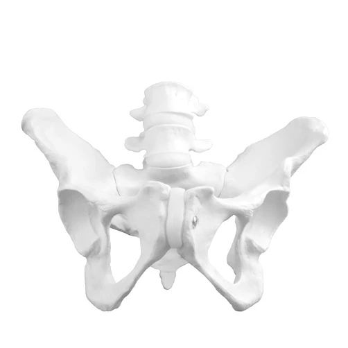 Vision Scientific VAP217 Female Pelvis with 4th & 5th Vertebrae | Extremely Accurate and Detailed Representations of The Female Pelvic Bones | Life size for Accurate Study of The Anatomical Features