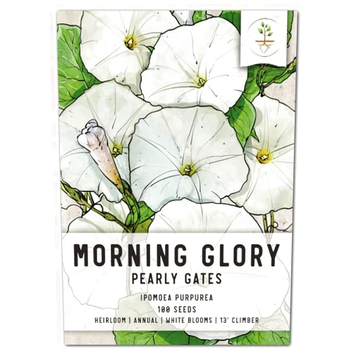 Seed Needs, Pearly Gates White Morning Glory Seeds - 100 Heirloom Seeds for Planting Ipomoea Tricolor - Open Pollinated Annual Climber for a Fence or Trellis (1 Pack)
