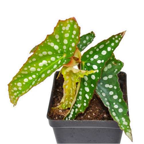 Winter Greenhouse Begonia fibrous Hybrid 'My Special Angel', Cane Begonia, houseplant, Exotic and Colorful, ContainerSize: 3.5
