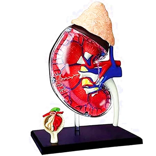 NURCIX Anatomical Models, 4D Human Kidney Anatomy Model Kit with Detachable 13 Parts Human Anatomy for Students Science Teaching Models Human Models