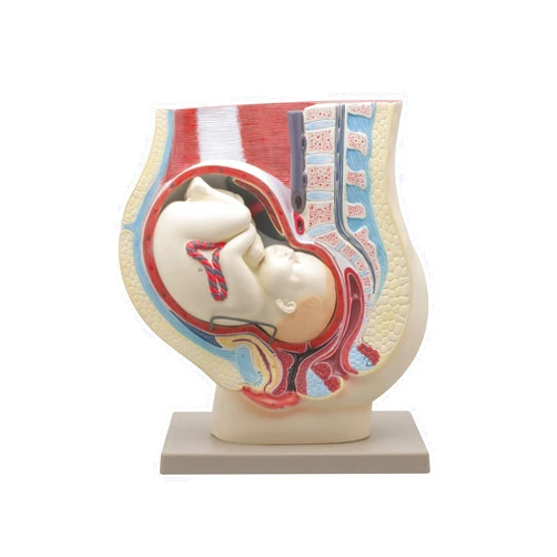 Eisco Labs Human Pregnancy Pelvis Model with Removable Fetus - Hand Painted