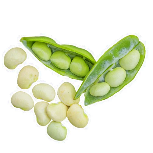 Burpee Fordhook 242 Bush Bean Seeds 4 ounces of seed