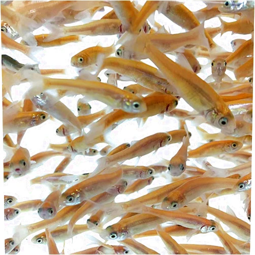 Toledo Goldfish Rosie Red Minnows - Versatile Live Fish Perfect for Aquariums or as Feeder Fish for Ponds - 0.5-1.5 Inches, 100 Count