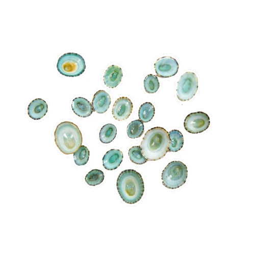 Chichester Inc Green Limpet Shells - 100/1171-100 F6