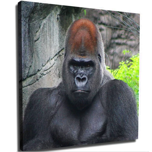 ChJing Gorilla Monkey Poster Canvas Print HD Picture Modern Home Living Room Kitchen Bedroom Aesthetic Wall Art Decor (08×08inch Unframed)