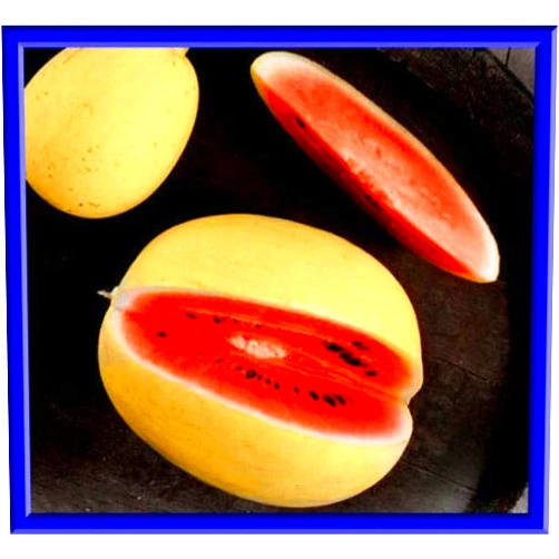 Yunakesa Golden Midget Watermelon (YUN) ct