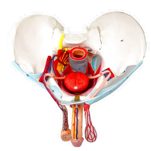 EVOTECH SCIENTIFIC EVOTECH Male Pelvis Model with Removable Organs, 11 Part Life Size Male Pelvic Floor Muscle Anatomical Model with Urinary and Reproductive System Magnetic Mounting for Teaching Learning Display