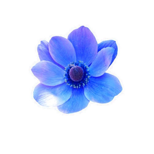 DeJa Love Serenity In Bloom Journal: by DreamLife