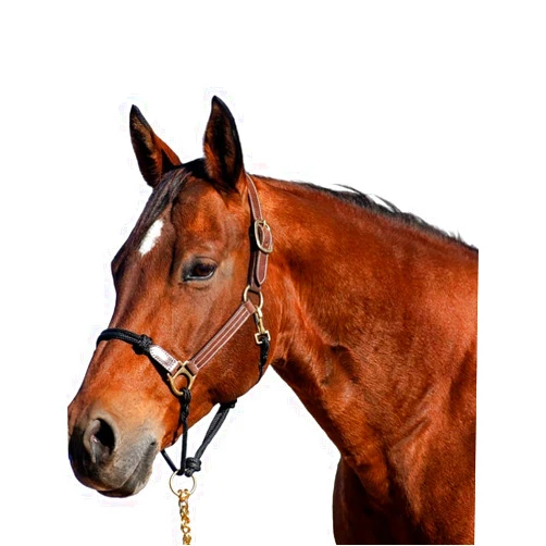 Cashel Combo Leather and Rope Halter