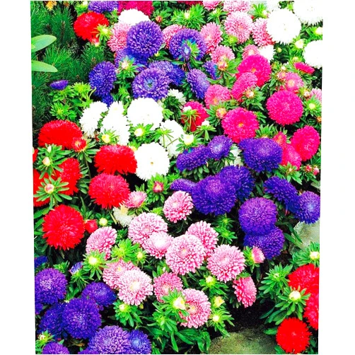 SeedsUA Seeds Aster Dwarf Mix Annual Garden Flowers for Planting