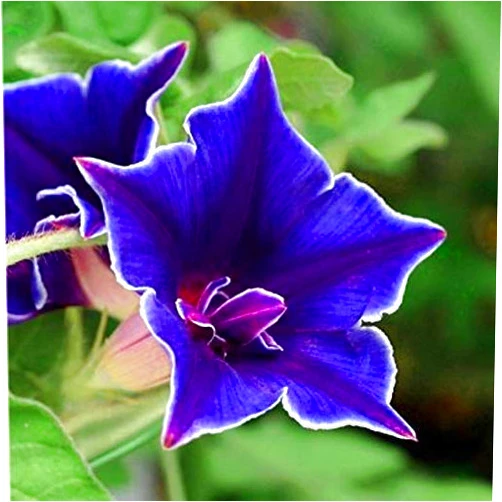 Outsidepride 50 Seeds Annual Ipomoea Nil Morning Glory Blue Picotee Climbing Vine Flower Seeds for Planting