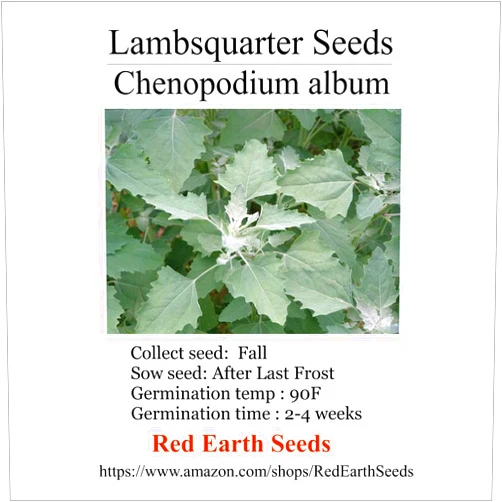 Red Earth Seeds Lambsquarter/Chenopodium Album - 500 Seeds (Organically Grown)