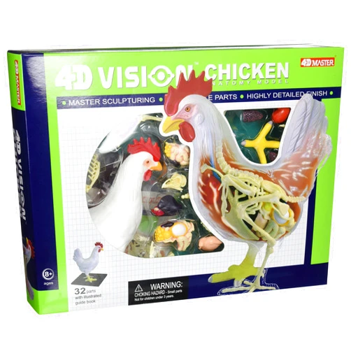 Tedco 4D Vision Chicken Anatomy Model