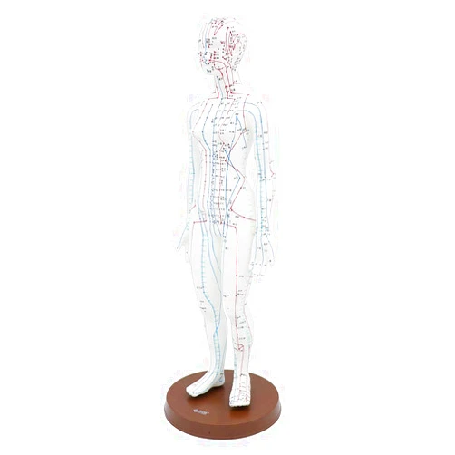 MAYAGU Acupuncture Model 48cm Female with Base Human Acupuncture meridians Model Acupuncture Starter Kit