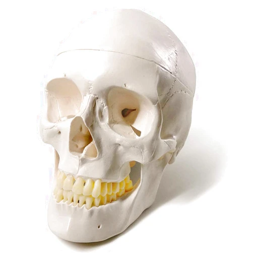 Evotech Scientific Human Adult Skull Anatomical Model, Medical Quality, Life Size (9
