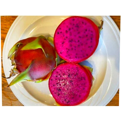 Yunakesa Dragon Fruit 2 New Cuttings 8
