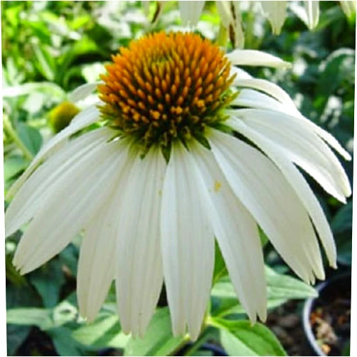 Alphauction WHITE SWAN GIANT 40+ ECHINACEA /CONEFLOWER FLOWER SEEDS
