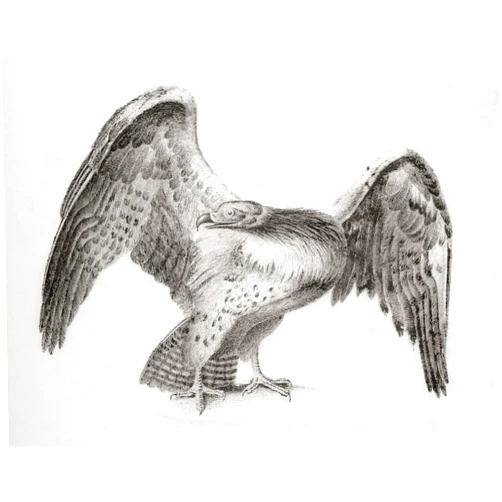 Posterazzi The martial eagle (Polemaetus bellicosus). From The National Encyclopaedia: A Dictionary of Universal Knowledge published c.1890 Poster Print by Ken Welsh (16 x 12)