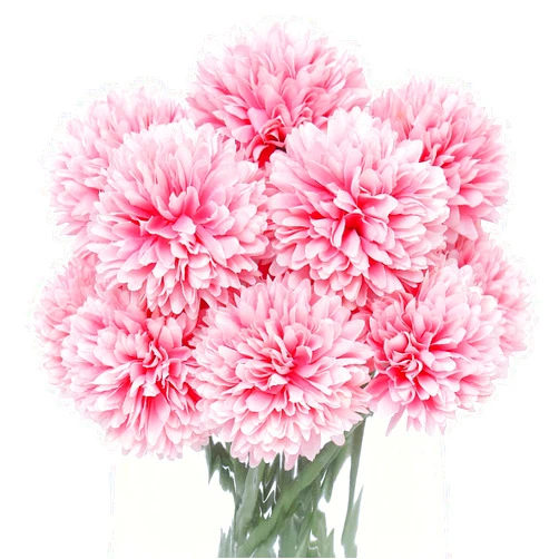 Kimura's Cabin Hot Pink Flowers Artificial Silk Hydrangea Flowers Chrysanthemum Ball Flowers Bouquets 15Pcs for Home Dining Table Core Party Wedding Decoration (Dark Pink, Pack of 15)