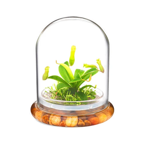 Bloomify Maintenance Free Live Pitcher Plant (Nepenthes tobaica) Terrarium with Sundew Moss in Self Sustaining Glass Jar, Maintenance Free, Great Unique Gift and Home Décor, 100% Growth Guarantee