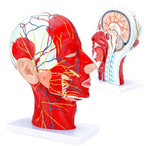 RONTEN Human Half Head Superficial Neurovascular Model with Musculature, Anatomical Head Model for Medical Biology Anatomy Education