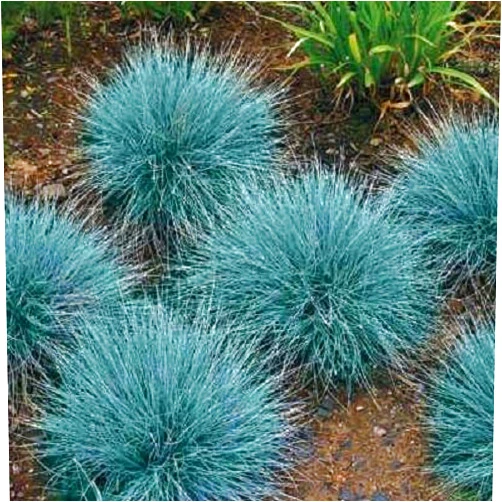 CHERYL'S UNIQUE FLOWER SEEDS 50+ Blue Fescue Ornamental Grass/Perennial Festuca/Drought Tolerant/Sun or Shade