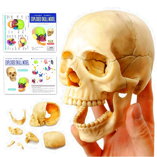 HADWYN 2024 New Anatomy Exploded Skull Model,Human Medical Skull Model Dental ClinicTeaching Equipment,Medical Teaching Learning