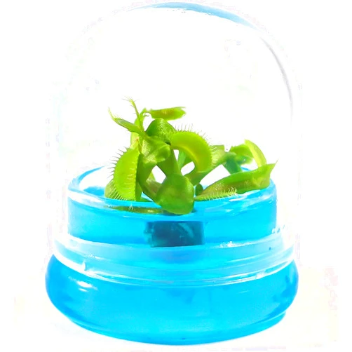 BLOOMIFY Venus Flytrap Terrarium - Zero Care - 100% Growth Guarantee - 2.5