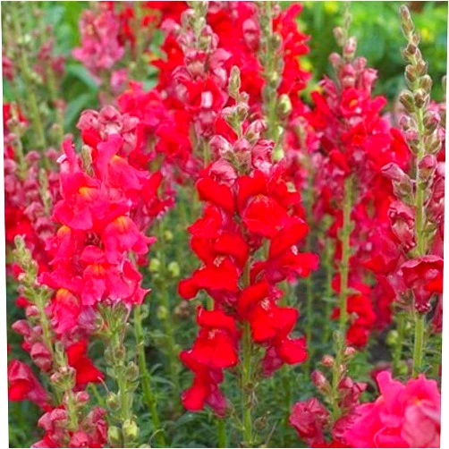 Lilolfarm Flower Seeds - 100 Seeds of Red Snapdragon Seeds Ruby Red Snapdragon Heirloom Snapdragons Non Gmo