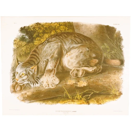 MHWZYTQFZ Famous Canvas Picture Art Classic Canvas Picture Canada Lynx by John Jamess Audubon Wall Art Canvas Poster for Home Decor 60x90cm