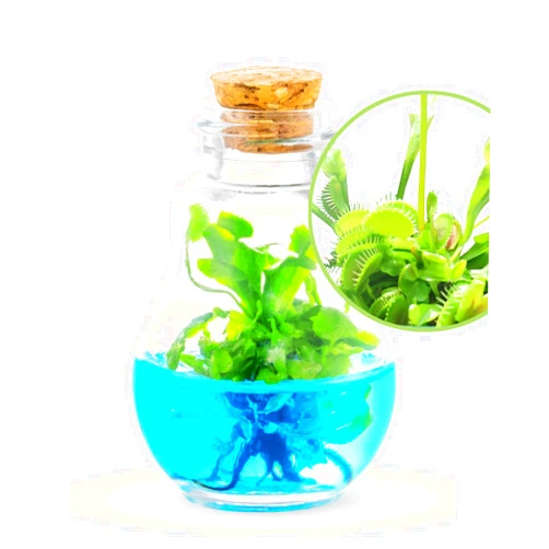 Bloomify Venus Fly Trap, Grow Your Own Venus Flytrap in a 100% Self Sustaining Glass Terrarium, Maintenance Free, Easy to Grow, Healthy Growth Guarantee