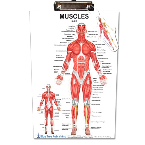 Blue Tree Publishing Muscle Anatomy Female and Male Dry Erase Clipboard Two Sided (Skeletal)
