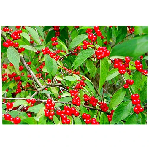Payneandjesus Amur Honeysuckle Bush! 12 Seeds! (Lonicera Maackii) Birds Love it!