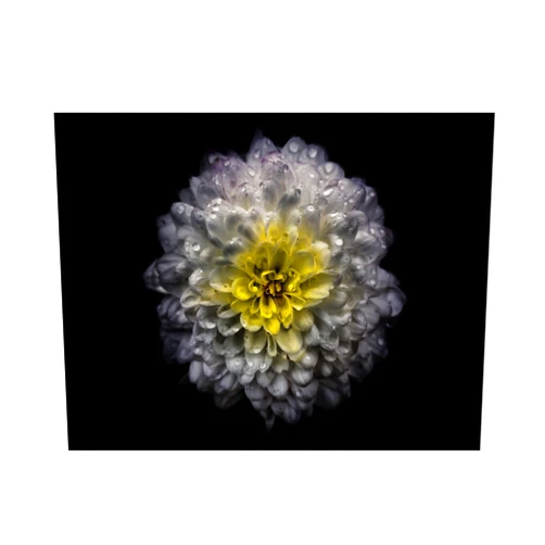 Trademark Fine Art 'Backyard Flowers 46 Color Version' Canvas Art by Brian Carson