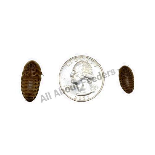 AAFeeders All About Feeders Medium Dubia Roaches 500 Count